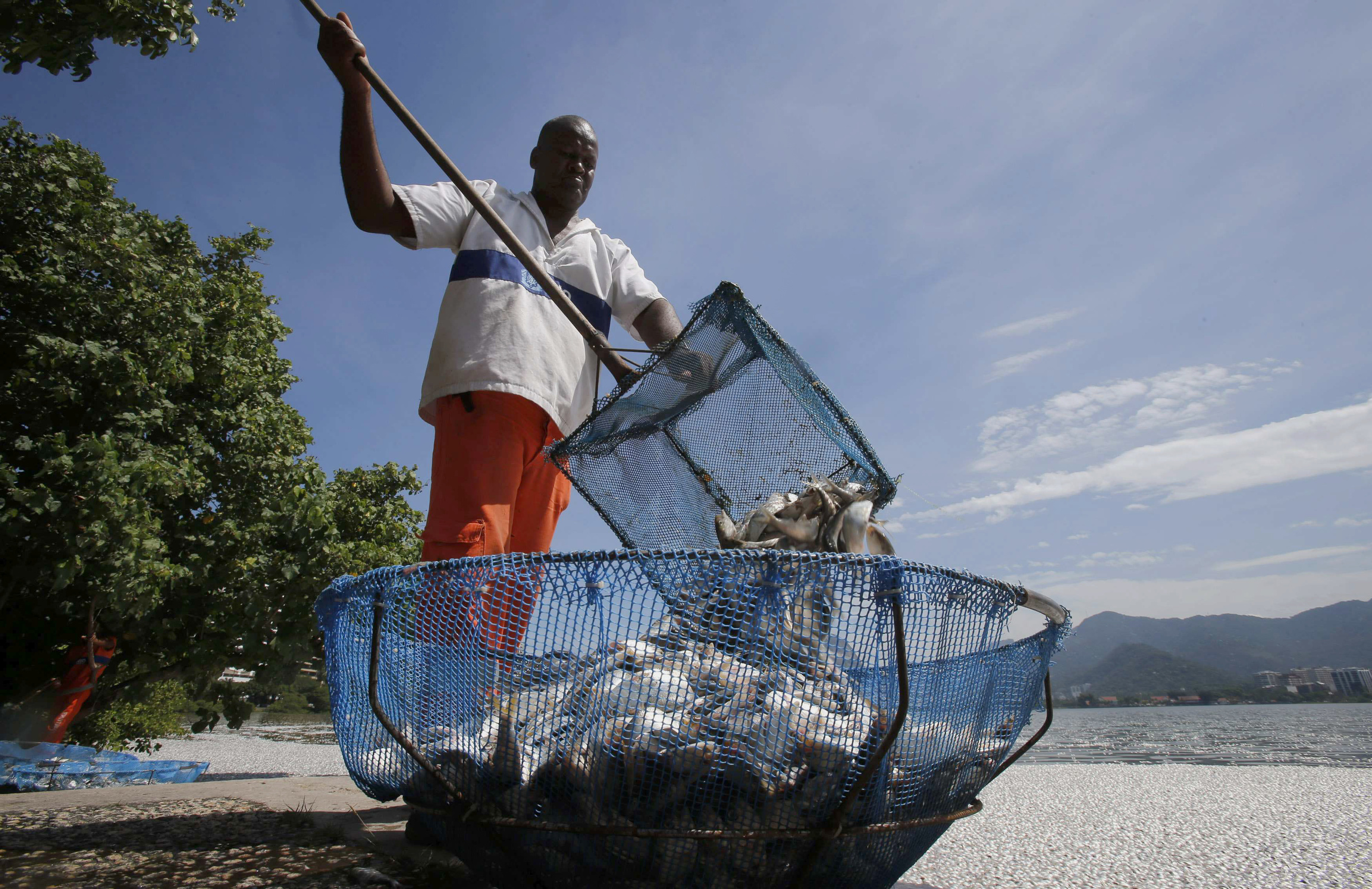 A municipal worker collects dead fish at the Rodrigo de Freitas lagoon in Rio de Janeiro March 13. When hundreds of thousands of young Catholics gather in Rio for World Youth Day with Pope Francis, reflections on safeguarding the environment will be part of the program. (CNS photo/Sergio Moraes, Reuters)