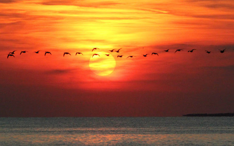 Canada geese fly in October in front of the setting sun above the Atlantic Ocean near Far Rockaway, N.Y. (CNS photo/Gregory A. Shemitz)