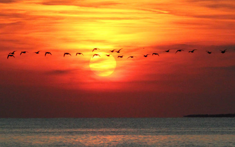Canada geese fly in October in front of the setting sun above the Atlantic Ocean near Far Rockaway, N.Y. (CNS photo/Gregory A. Shemitz)