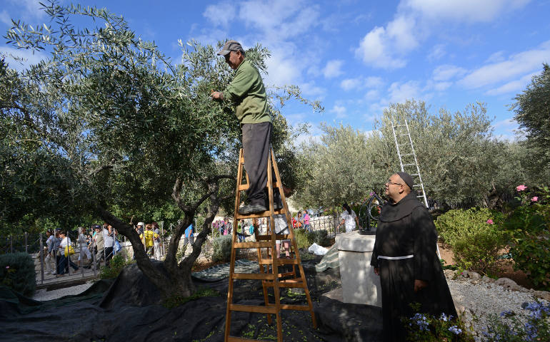 Saleem Badawi, a Greek Orthodox Palestinian form the West Bank village of Beit Jalla, picks olives in the Garden of Gethsemane in Jerusalem, Oct. 21, while Franciscan Fr. Benito Jose Choque watches. (CNS photo/Debbie Hill)