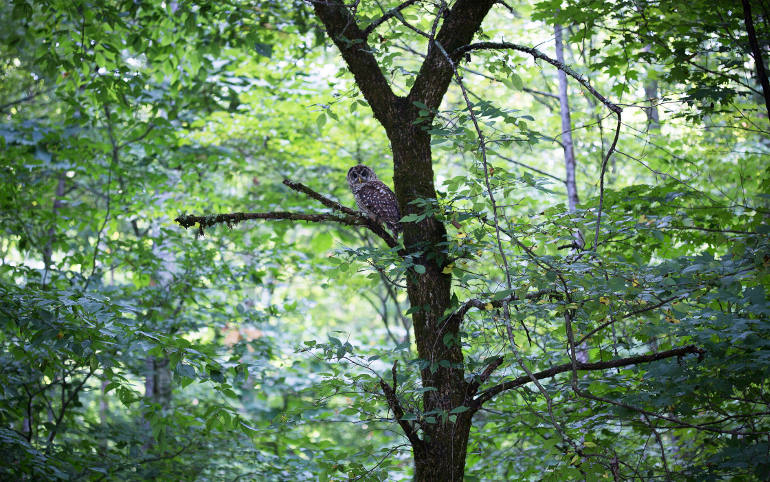 An owl rests on a tree branch in the forest of Kermit, W. Va., Aug. 19. Forty years since the bishops of Appalachia first called attention to the lives and struggles of people in the region, a new effort is underway to raise the voices of Appalachians ce lebrating their accomplishments and confronting their struggles. (CNS photos/Tyler Orsburn)