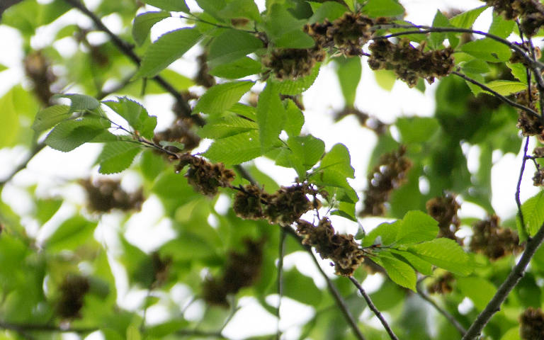 Leaves in a tree on Hokkaido Island, Japan, in this June 11, 2014 file photo. (CNS photo/Kimimasa Mayama, EPA)