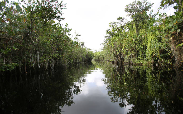 Trees line the banks of a creek along the Pomeroon River in the interior of Guyana in this March 18 photo. The Catholic Church supports the efforts of scientists to study the causes and effects of climate change and insists governments and says businesse s must get serious about specific commitments for protecting the environment. (CNS photo/Bob Roller)