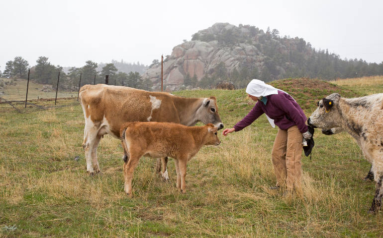 Sr. Maria Walburga Schortemeyer, ranch manger at the Abbey of St. Walburga, reaches out to a calf in late March in a pasture near the abbey in Virginia Dale, Colo. Along with running the ranch, the community of 24 Benedictine nuns also maintain a retreat house for individuals and groups. (CNS photo/Jim West)