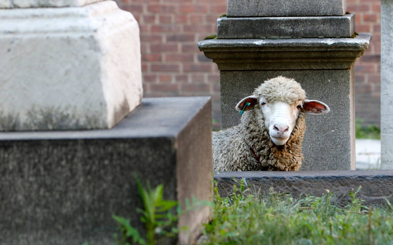 A sheep looks over a wall in the cemetery at the Basilica of St. Patrick's Old Cathedral in New York City Aug. 9. The parish uses three grazing sheep to cut the graveyard's grass this summer. (CNS photo/Gregory A. Shemitz)