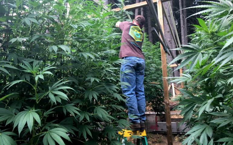 A man tends to his marijuana plants in late August on his farm in Humboldt County, Calif. (CNS photo/Rory Carroll, Reuters)