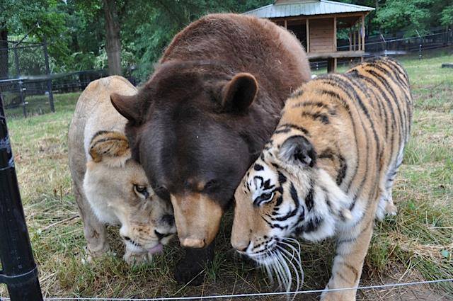 Leo the tiger, Baloo the bear and Shere Khan the tiger nuzzle in their shared living space at Noah's Ark Animal Sanctuary, in Locust Grove, Ga. (Photo courtesy of Noah's Ark Animal Shelter)