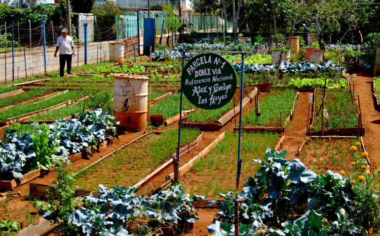 Urban agriculture in a suburb of Havana (Wikimedia Commons/Arnoud Joris Maaswinkel)