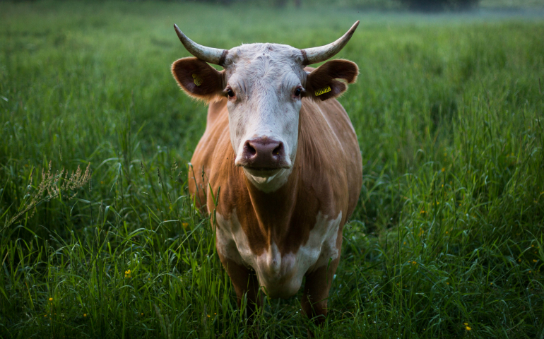 (Adam Morse, via Unsplash.com)