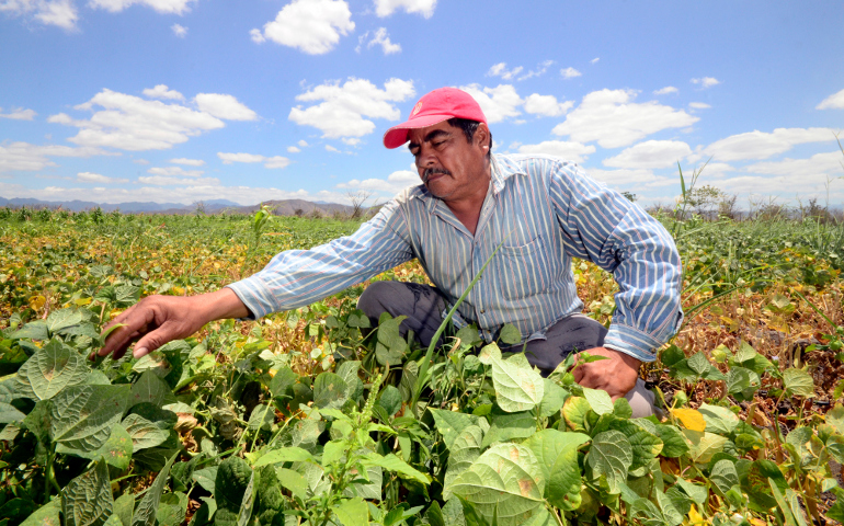 Farmer Juan Gonzalez checks his irrigated dry season bean crop in Jamastran, Honduras. (CIAT/Neil Palmer)