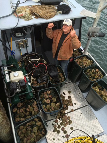 Diver Dan Morris-Young in his other office, with the day's catch of sea urchins (Courtesy of Mike Morris)