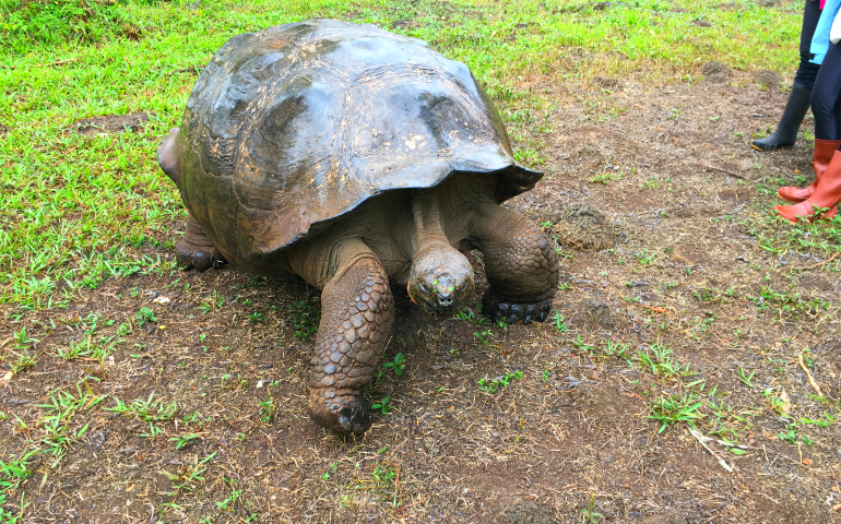 This tortoise was interested in following me. (Mary Ann McGivern)