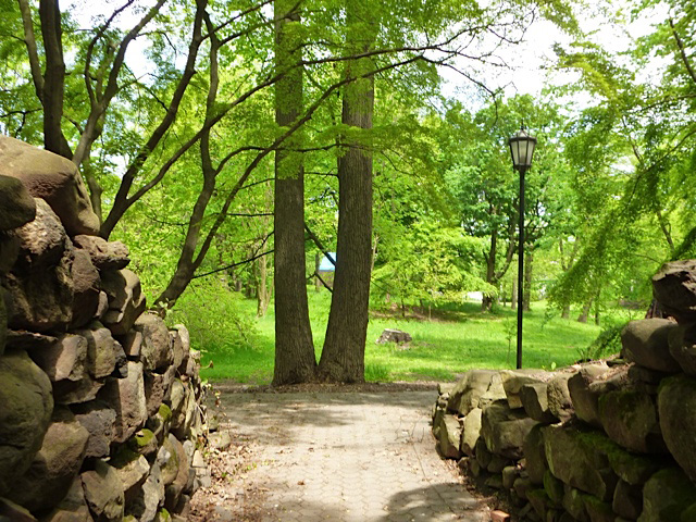 Some of the trees in Mount Manresa's forest are estimated to be more than 100 years old. (Committee to Save Mount Manresa)