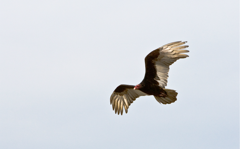 Puerto Rico's creditors, including some hedge funds known as "vulture funds," are reluctant to settle debts in bankruptcy proceedings that could reduce their profits. (Unsplash.com/Michael Baird)