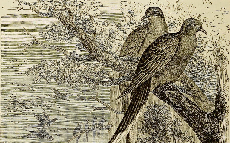 An 1873 illustration of passenger pigeons (Wikimedia Commons/Internet Archive Book Images)