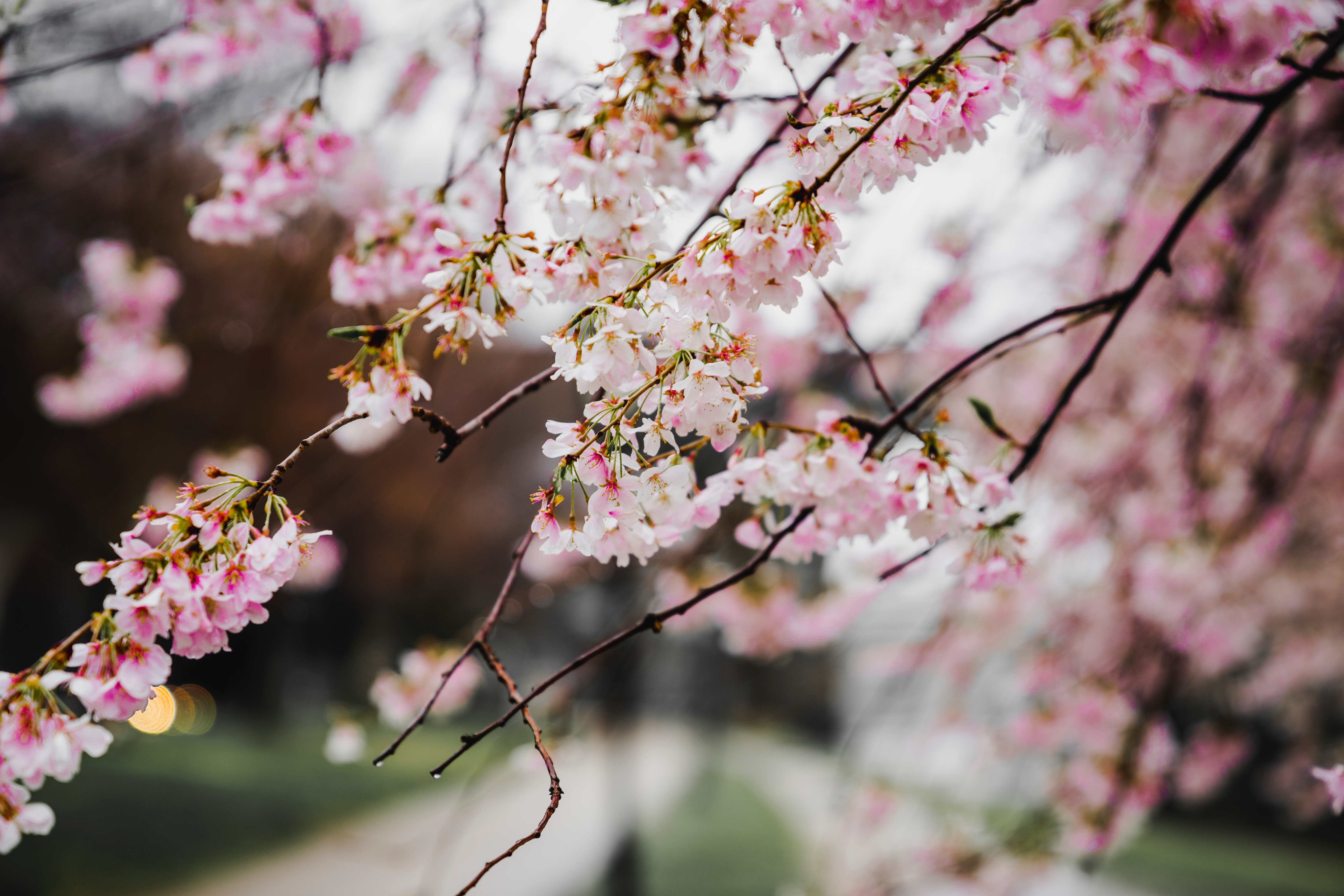 "This is the day the Lord has made. Let us rejoice and be glad," Vickie would say each day. But there is no past for her to replay now, or future to ever fear. There are only the cherry trees with their pink blossoms turning white and floating down, turning the grass into Easter colors. (Unsplash/Redd Angelo)