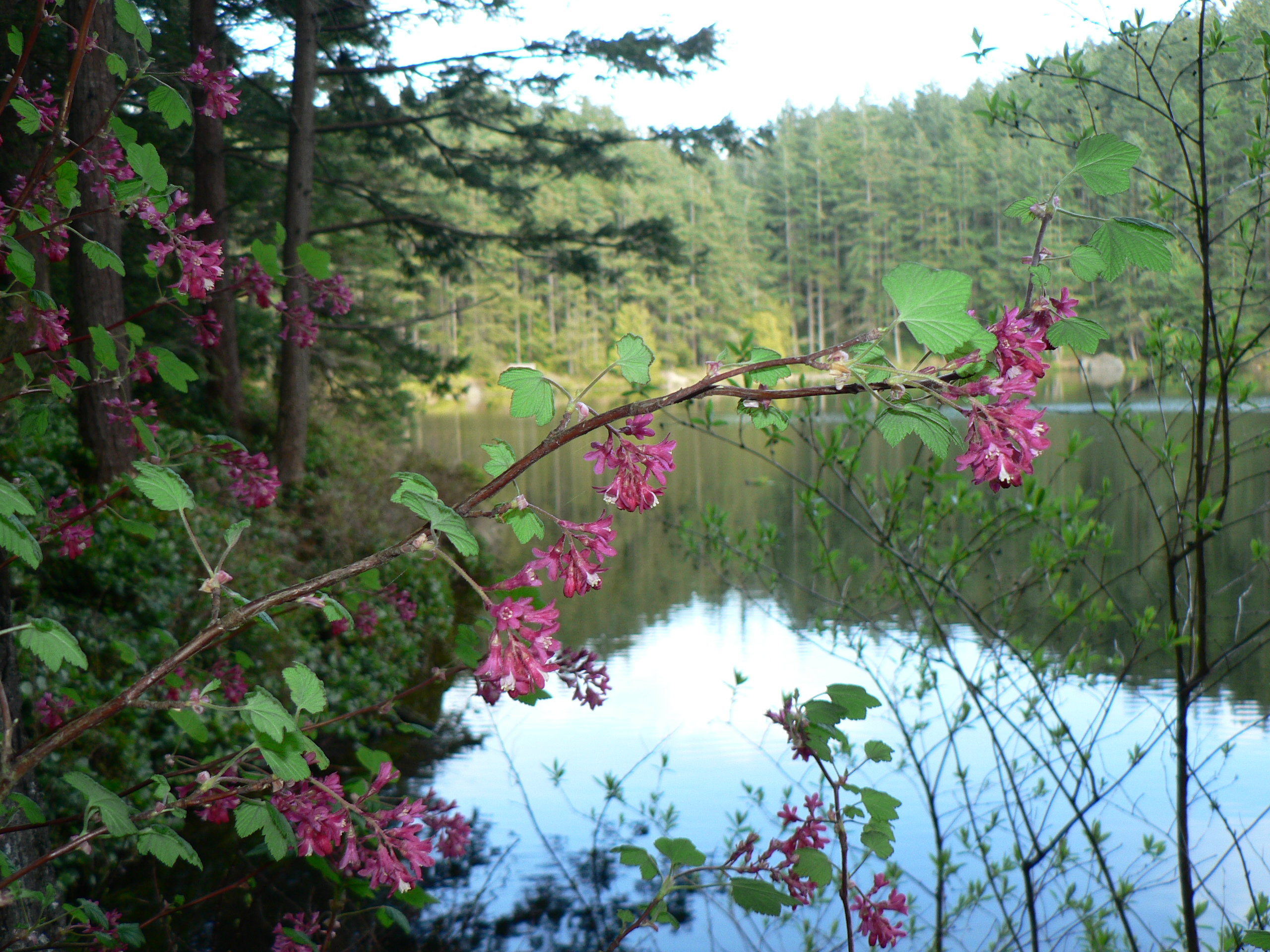 Little Cranberry Lake, Anacortes Community Forest Lands (Wikimedia Commons)