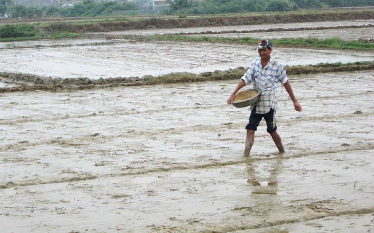 A farmer in Quang Dien District sows seeds again on his rice field on May 29 after heavy rain damaged his crops. (NCR photo/Joachim Pham)