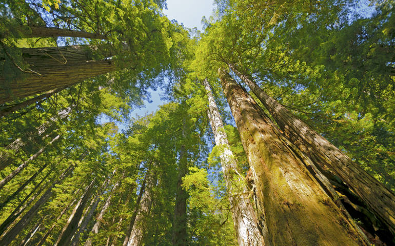 A sunny day in Redwoods National Park in California in July 2012. (Dreamstime/Steve Prorak)