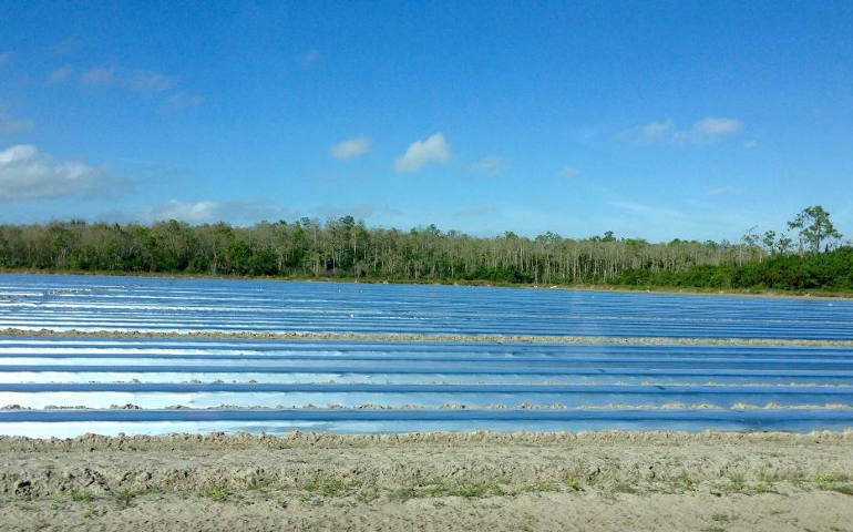 Endless sculpted rows of soil covered in plastic, are ready for the transplanting process. (Sharon Zavala)