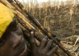 A worker carries sugar cane. (Photos by Walter Astrada)
