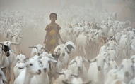 A girl herds goats through the Dadaab refugee camp in northeastern Kenya July 25. Considered the world's largest refugee settlement, Dadaab has swelled with tens of thousands of recent arrivals fleeing drought in Somalia. (CNS photo/Paul Jeffrey)