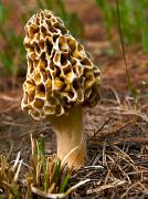 A yellow morel (Dreamstime)