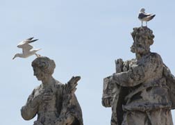 A bird takes off from a statue of a saint on the colonnade prior to Pope Benedict XVI's general audience in St. Peter's Square at the Vatican June 9. The saints on the colonnade have been dirtied by centuries of grime and pitted by the elements. They are being restored in a four-year renewal of the colonnade. (CNS photo/Paul Haring)