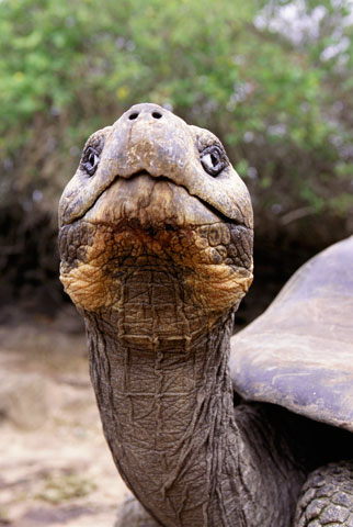 A Galapagos giant tortoise at the Charles Darwin Research Station on the Galapagos Islands (Newscom/Martin Harvey)