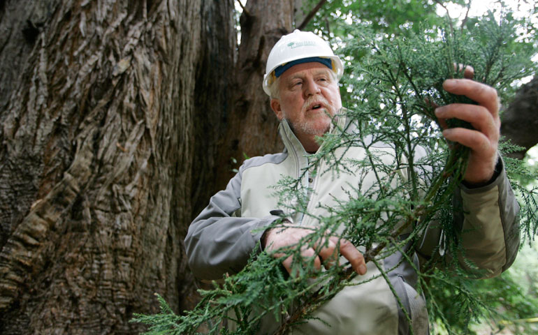 David Milarch looks over a cutting taken from a 1,000-year-old redwood tree in San Geronimo, Calif., Oct. 30, 2007. Climbers were collecting genetic samples to create clones of the trees to be used to re-establish redwood forests around California. (AP Photo/Eric Risberg)