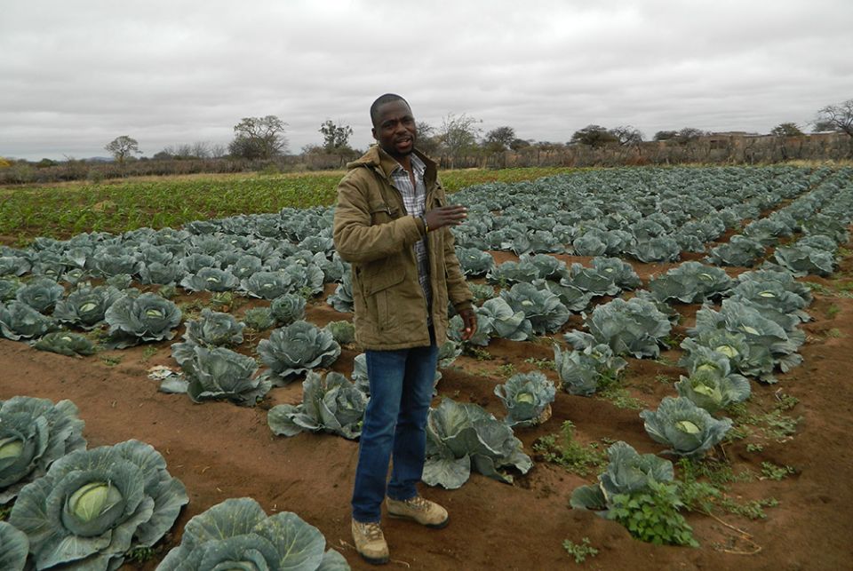 Oscar Singo stands in the field of cabbages he grows to feed his livestock, a technique he learned at a Catholic Church-run farmer training center. (Tawanda Karombo) Oscar Singo stands in the field of cabbages he grows to feed his livestock, a technique he learned at a Catholic Church-run farmer training center. (Tawanda Karombo)