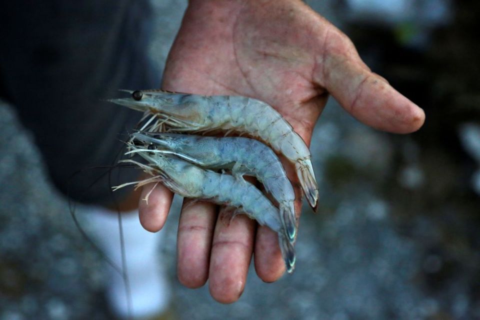 Glynn Chaisson shows a handful of shrimp he caught in the bayou and used for a large cookout to feed his neighbors, who also lost their homes to Hurricane Ida in Chauvin, La. (AP/Jessie Wardarski)