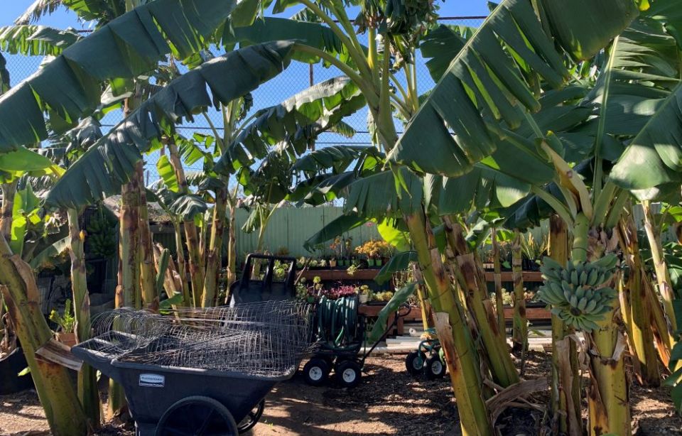 Banana trees at ALMA Backyard Farms in Compton, California (Melissa Cedillo)  