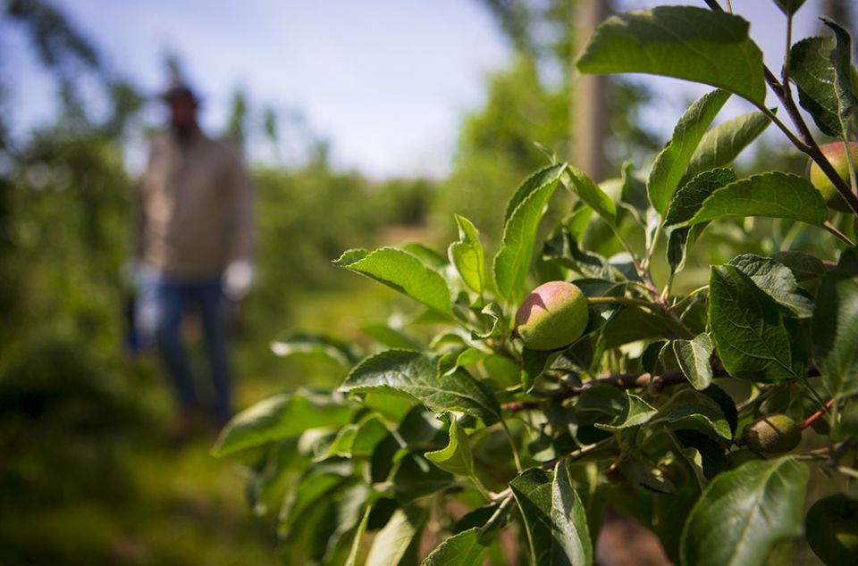 A seminarian walks through a row of young apple trees May 30, 2018, in a field in Prosser, Washington. (CNS/Chaz Muth)
