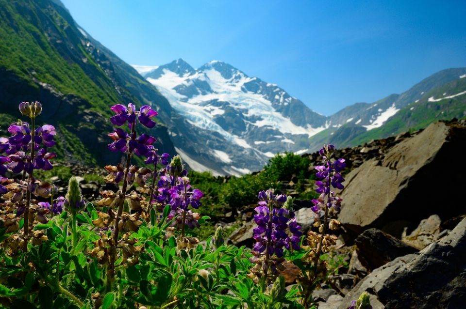 Colorful wildflowers frame the peak of Byron Glacier near Girwood, Alaska, July 3, 2019. (CNS/Sam Lucero, The Compass) Colorful wildflowers frame the peak of Byron Glacier near Girwood, Alaska, July 3, 2019. (CNS/Sam Lucero, The Compass)