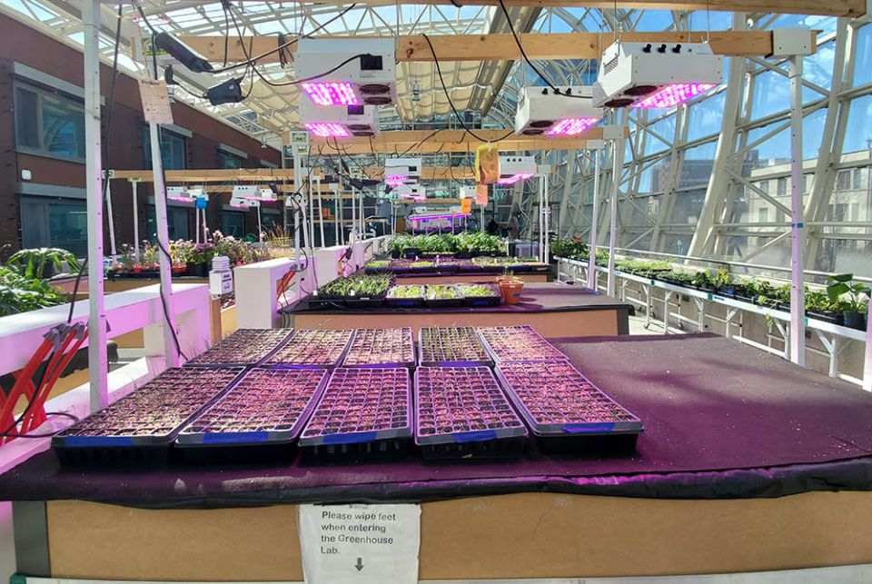 In the 3,100 square-foot "ecodome" greenhouse, students at Loyola University Chicago's School of Environmental Sustainability grow lettuce, rhubarb and other produce using a variety of aquaponics techniques. (NCR photo/Brian Roewe)