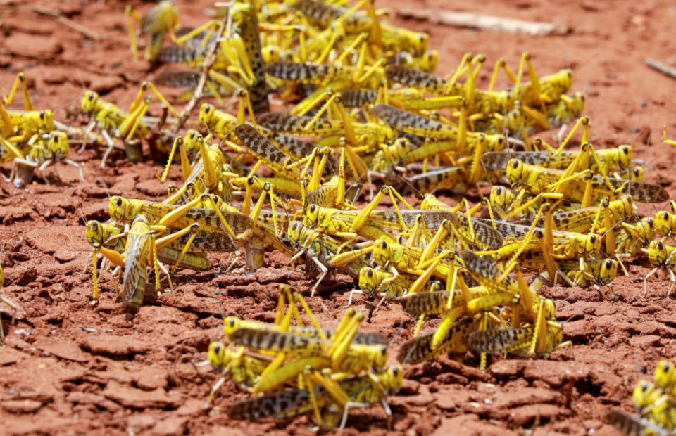 East Africa fears prolonged locust invasion as eggs hatch from first wave Earthbeat National