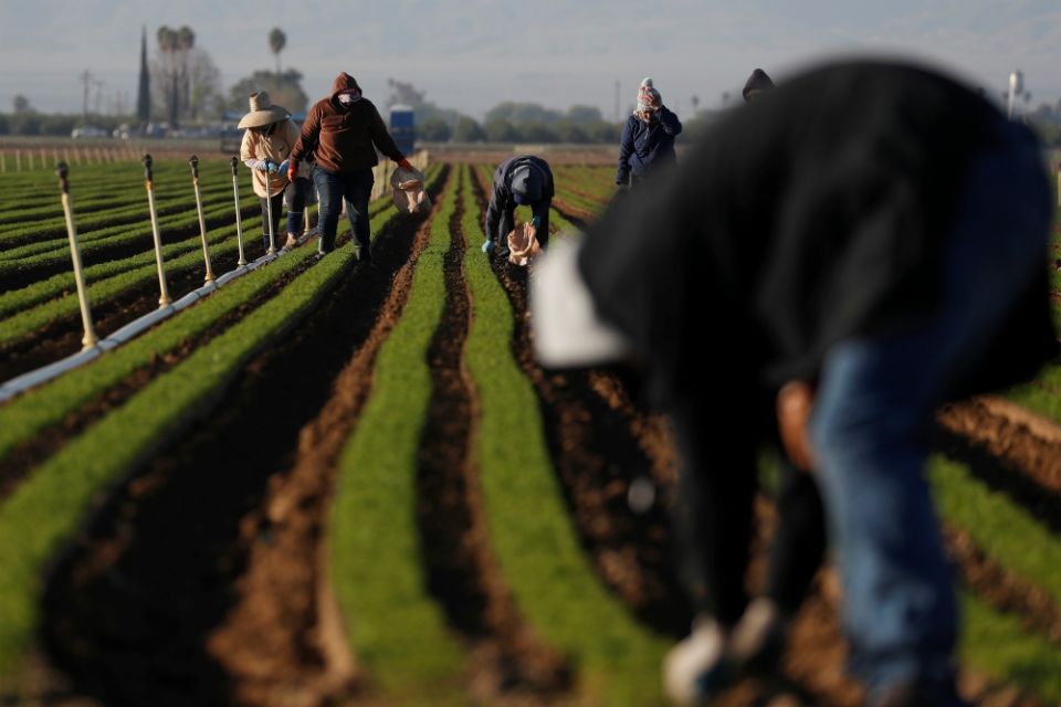 Agricultural workers in Arvin, California, clean carrot crops April 3, during the coronavirus pandemic. (CNS/Reuters/Shannon Stapleton)
