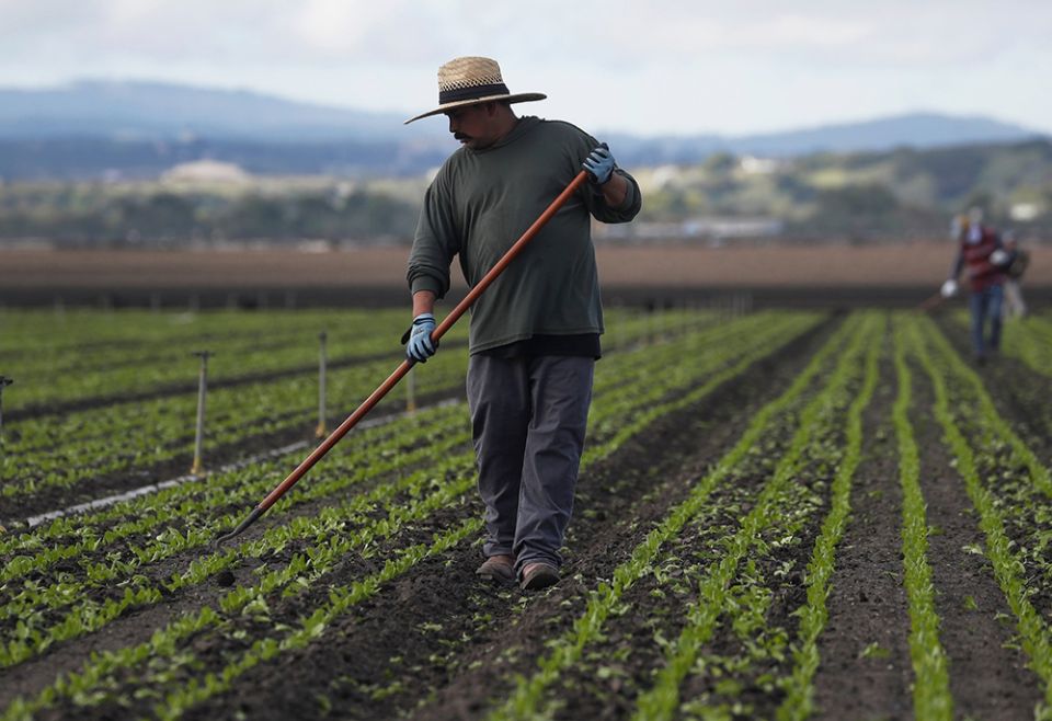 Migrant worker Cesar Lopez, 33, cleans the fields near Salinas, California, March 30, 2020. (CNS/Reuters/Shannon Stapleton)