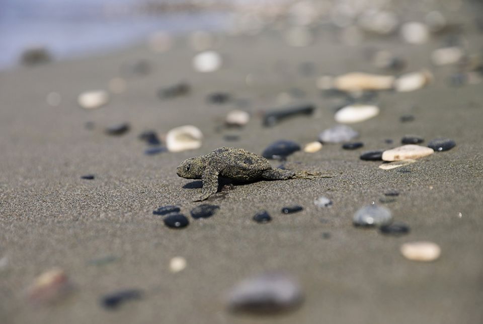 A newly hatched baby sea turtle makes its way into the Mediterranean Sea for the first time along a beach in Pervolia, Cyprus, Aug. 27, 2020. (CNS/Reuters/Yiannis Kourtoglou)