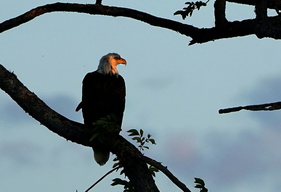 A bald eagle is pictured in a file photo perched in a tree in Baddeck, Nova Scotia. (CNS/Reuters/Carlo Allegri)