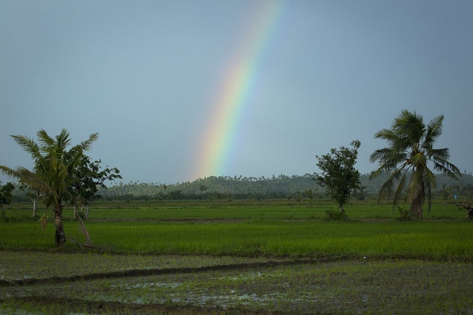 Rainbow over rice fields (CNS/Tyler Orsburn)