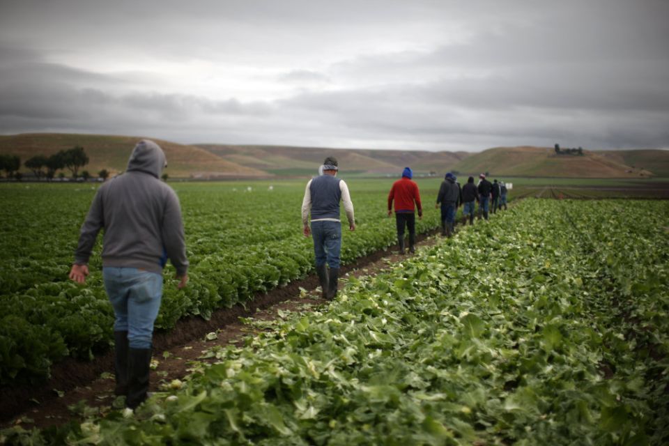 Migrant farmworkers harvest romaine lettuce in King City, Calif., April 17, 2017. (CNS/Reuters/Lucy Nicholson)