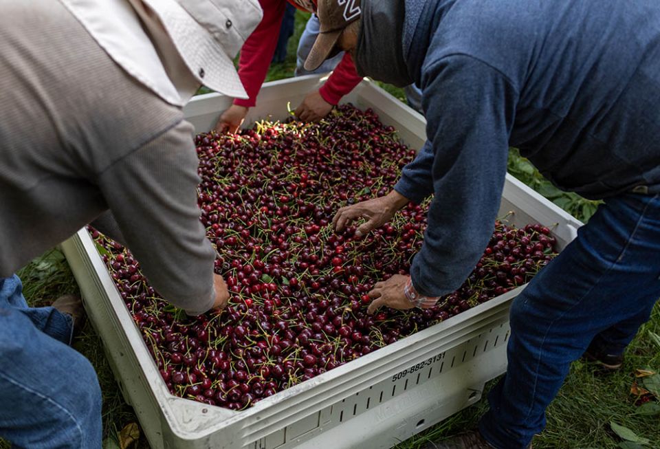 Farmworkers harvest and inspect cherries in Yakima, Washington, July 28. (Courtesy of Catholic Extension)