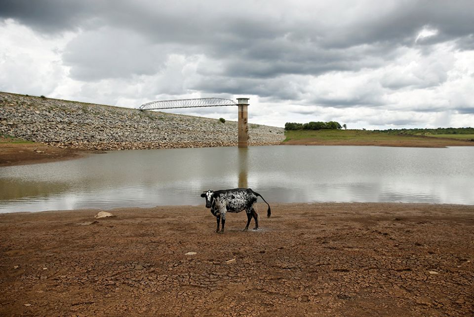 A cow stands on caked mud before a small patch of water at a dam Jan. 18, 2020, near Bulawayo, Zimbabwe A cow stands on caked mud before a small patch of water at a dam Jan. 18, 2020, as the region deals with a prolonged drought near Bulawayo, Zimbabwe. (CNS/Reuters/Philimon Bulawayo)