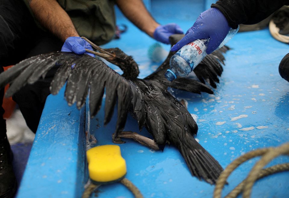 Biologists from the National Service of Protected Natural Areas work on a bird Jan. 21, in Ancon, Peru, affected by an oil spill near Lima. (CNS/Reuters/Pilar Olivares)