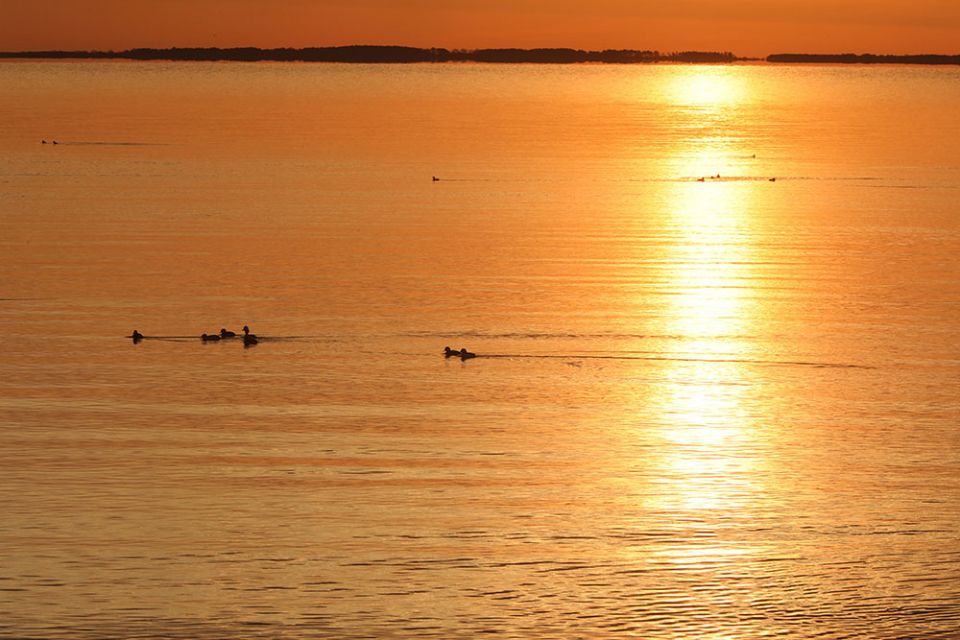 Buffleheads, or sea ducks, float in the early morning hours on Maryland's Chesapeake Bay March 30. (CNS/Bob Roller)