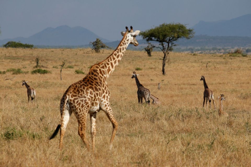 A giraffe walks through the Singita Grumeti Game Reserve in Tanzania Oct. 7, 2018. (CNS/Reuters/Baz Ratner)