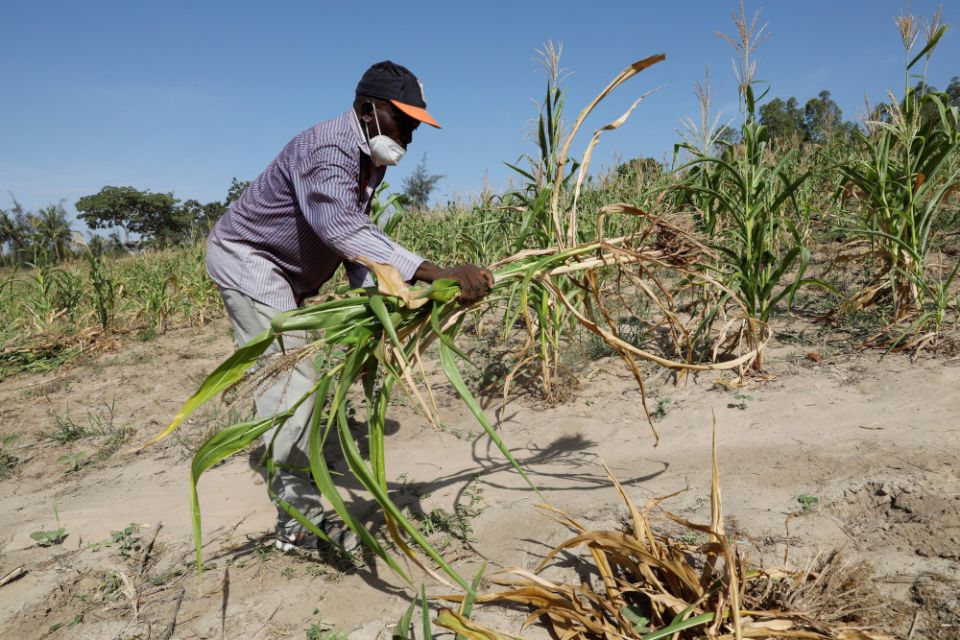 Bernard Mbithi uproots a field where he was growing corn that failed because of a drought in Kilifi, Kenya, Feb. 16, 2022. (CNS/Reuters/Baz Ratner)