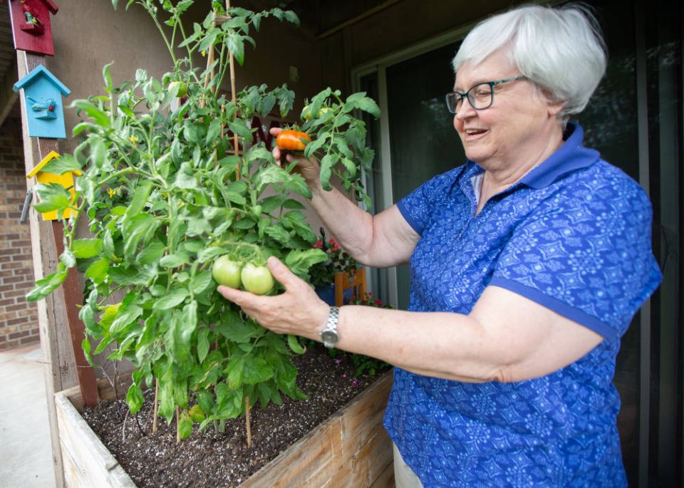 Sister Kathleen Storms, a School Sister of Notre Dame, grows tomatoes and other vegetables in a raised garden bed made by her brother with recycled cedar planks at her apartment in West St. Paul, Minn., Aug. 17, 2022. (CNS photo/Dave Hrbacek)